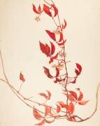 Branches de plante grimpante avec feuilles rouges et baies (Emile Gallé) - Muzeo.com