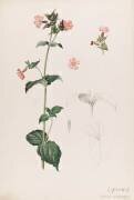 Compagnon rouge - Lychnis (Emile Gallé) - Muzeo.com