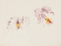 Deux études de cattleya (Emile Gallé) - Muzeo.com