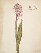 Etude d'orchidée (Emile Gallé) - Muzeo.com