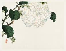 Hydrangea (Kono Barei) - Muzeo.com