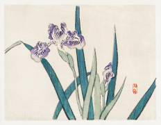 Irises (Kono Barei) - Muzeo.com
