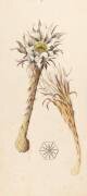 Plante de montagne (?) (Emile Gallé) - Muzeo.com