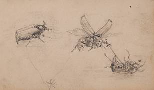 Study of insects (Pierre-Georges Deraisme) - Muzeo.com
