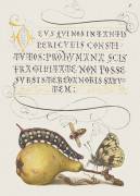 Fly, Caterpillar, Pear, and Centipede from Mira Calligraphiae Monumenta (Joris Hoefnagel) - Muzeo.com