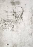 Head of an Old Man in Profile (Leonardo da Vinci) - Muzeo.com