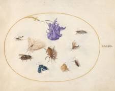 Insects (Joris Hoefnagel) - Muzeo.com