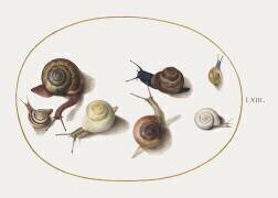 Snail (Joris Hoefnagel) - Muzeo.com