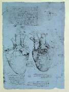 The Heart (Leonardo da Vinci) - Muzeo.com