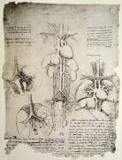 The Heart and the Circulation (Leonardo da Vinci) - Muzeo.com