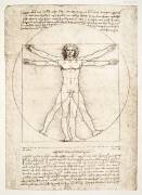 The Proportions of the human figure (Leonardo da Vinci) - Muzeo.com