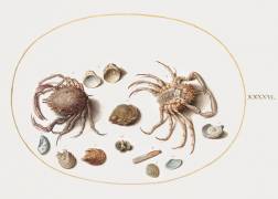 Two Crabs with Seashells (Joris Hoefnagel) - Muzeo.com