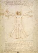Vitruvian Man (Human proportions, 1490, according to Vitruvius) (Leonardo da Vinci) - Muzeo.com