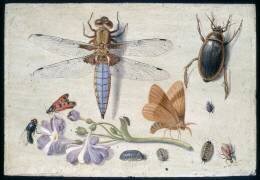 A Cockchafer (Jan van Kessel) - Muzeo.com