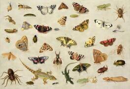 A Study of insects (Jan van Kessel) - Muzeo.com