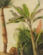 Banana Tree (Frederic Edwin Church) - Muzeo.com