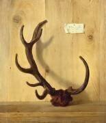 Bois bizarre d'un cerf, pris à Compiègne, 10 juillet 1749 (Jean-Baptiste Oudry) - Muzeo.com