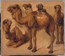 Cinq chameaux (Pieter Boel) - Muzeo.com