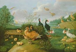 Decorative fowl and ducklings (Jan van Kessel) - Muzeo.com