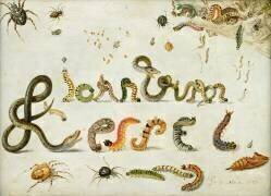 Garden and other spiders (Jan van Kessel) - Muzeo.com