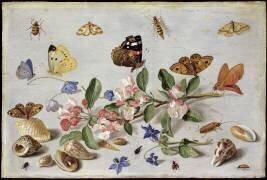 Insects (Jan van Kessel) - Muzeo.com