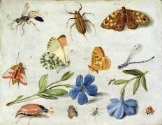 Insects (Jan van Kessel) - Muzeo.com