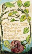 La rose malade (The sick rose) (William Blake) - Muzeo.com