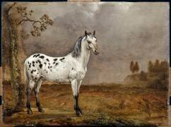 Le Cheval pie (Paulus Potter) - Muzeo.com
