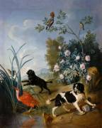 Les Chiens Zerbine et Jemite (Alexandre-François Desportes) - Muzeo.com