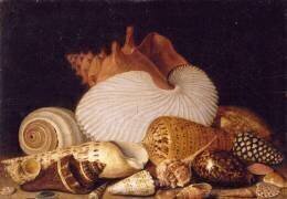 Nature morte aux coquillages (anonymous) - Muzeo.com
