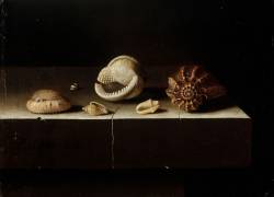 Six coquillages sur une tranche de pierre (Adriaen Coorte) - Muzeo.com