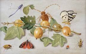 Still life of branch of gooseberries (Jan van Kessel) - Muzeo.com