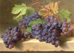 Still Life of Grapes resting on a Marble Ledge (Gérard van Spaendonck) - Muzeo.com