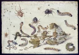 Various Spiders and Caterpillars (Jan van Kessel) - Muzeo.com