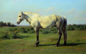 White horse in a pre (Rosa Bonheur) - Muzeo.com