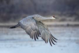 A Sandy Hill Crane in Flight (Sanbao Zheng) - Muzeo.com