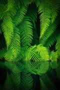 Beauty In Nature (Takeshi Mitamura) - Muzeo.com