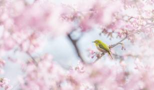 Cherry-blossom color (Takashi Suzuki) - Muzeo.com