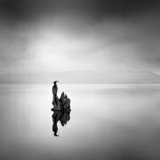 Cormorant (George Digalakis) - Muzeo.com
