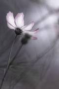 Cosmos (Hidebon) - Muzeo.com