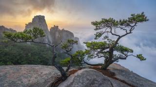 Dancing trees of Eden (Jaeyoun Ryu) - Muzeo.com