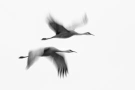 Dream Couple (John Fan) - Muzeo.com
