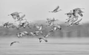 Dream flight (Kevin Wang) - Muzeo.com