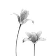 First tulips (Lotte Gronkjar) - Muzeo.com