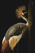 Grey Crowned Crane (Jealousy) - Muzeo.com
