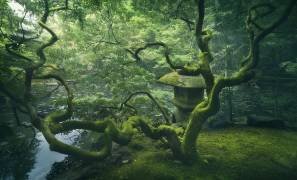 Japanese Tree (Javier de la Torre) - Muzeo.com