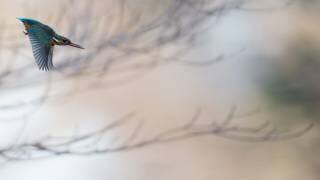 Kingfisher (Kunito Imai) - Muzeo.com