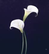 Lily (Lincoln Seligman) - Muzeo.com