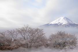 Mt.Fuji in Spring (Ikuo Iga) - Muzeo.com