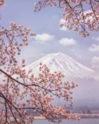 Mt.Fuji in the cherry blossoms (Makiko Samejima) - Muzeo.com